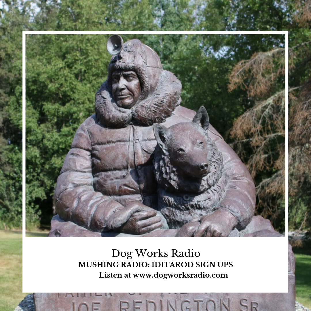 Iditarod Sign Ups Dog Works Radio