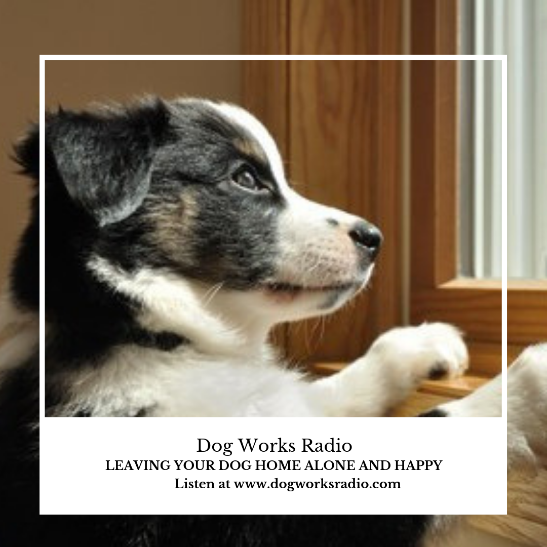 Leave Your Dog Home Alone and Happy Dog Works Radio
