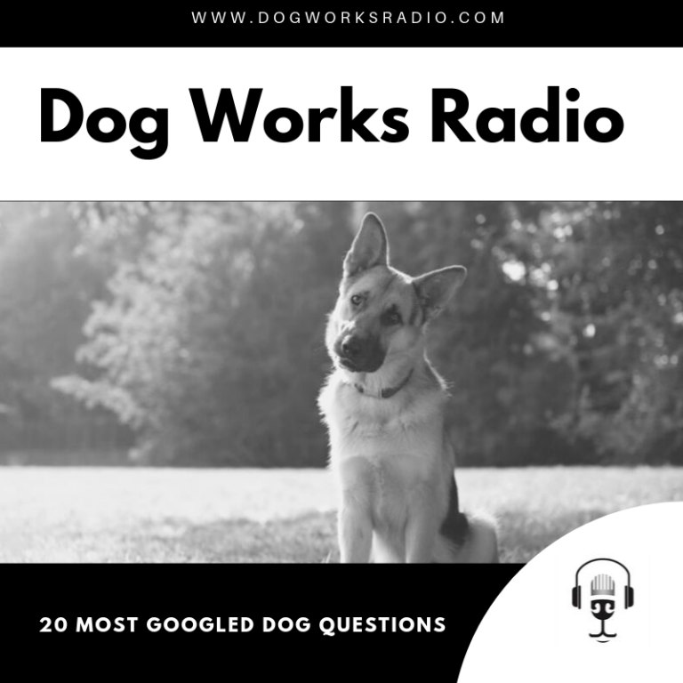 Image showcasing 20 Most Googled Dog Questions | Dog Works Radio