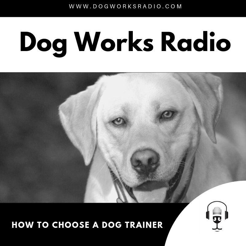 How to Choose a Dog Trainer Dog Works Radio
