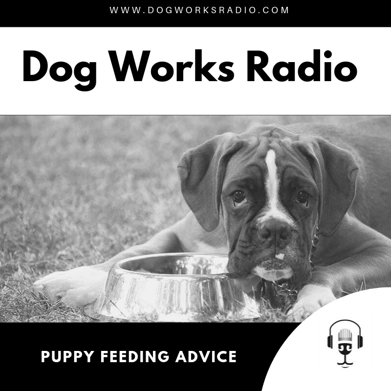 Puppy Feeding Advice Dog Works Radio