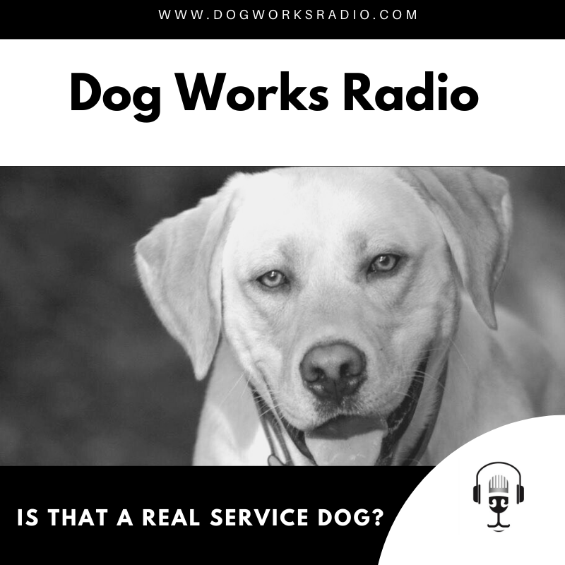 Is that a real service dog? Dog Works Radio