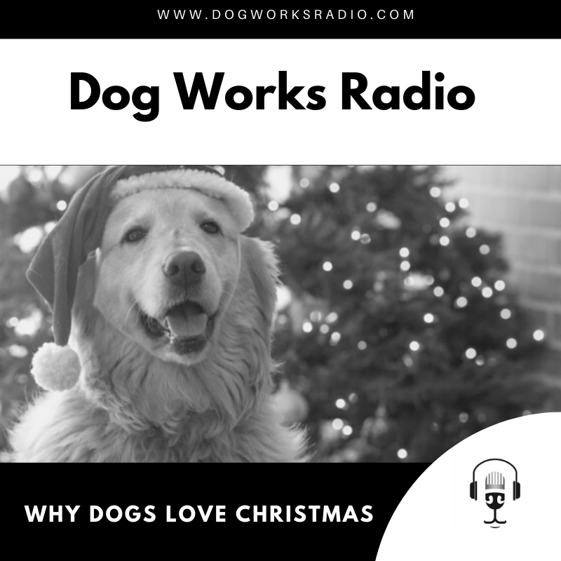 Why dogs love christmas alaska dog works