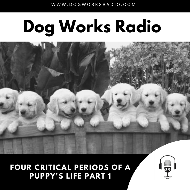 Dog Works Radio Four Critical Periods of a Puppy's Life