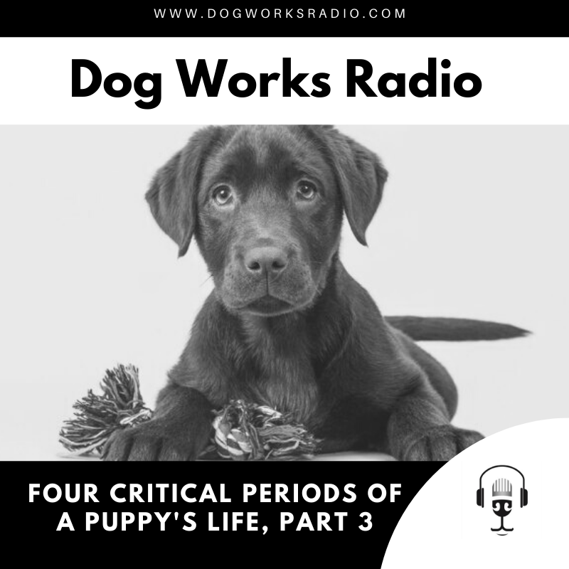 Dog Works Radio Four Critical Periods of a Puppys Life Part 3