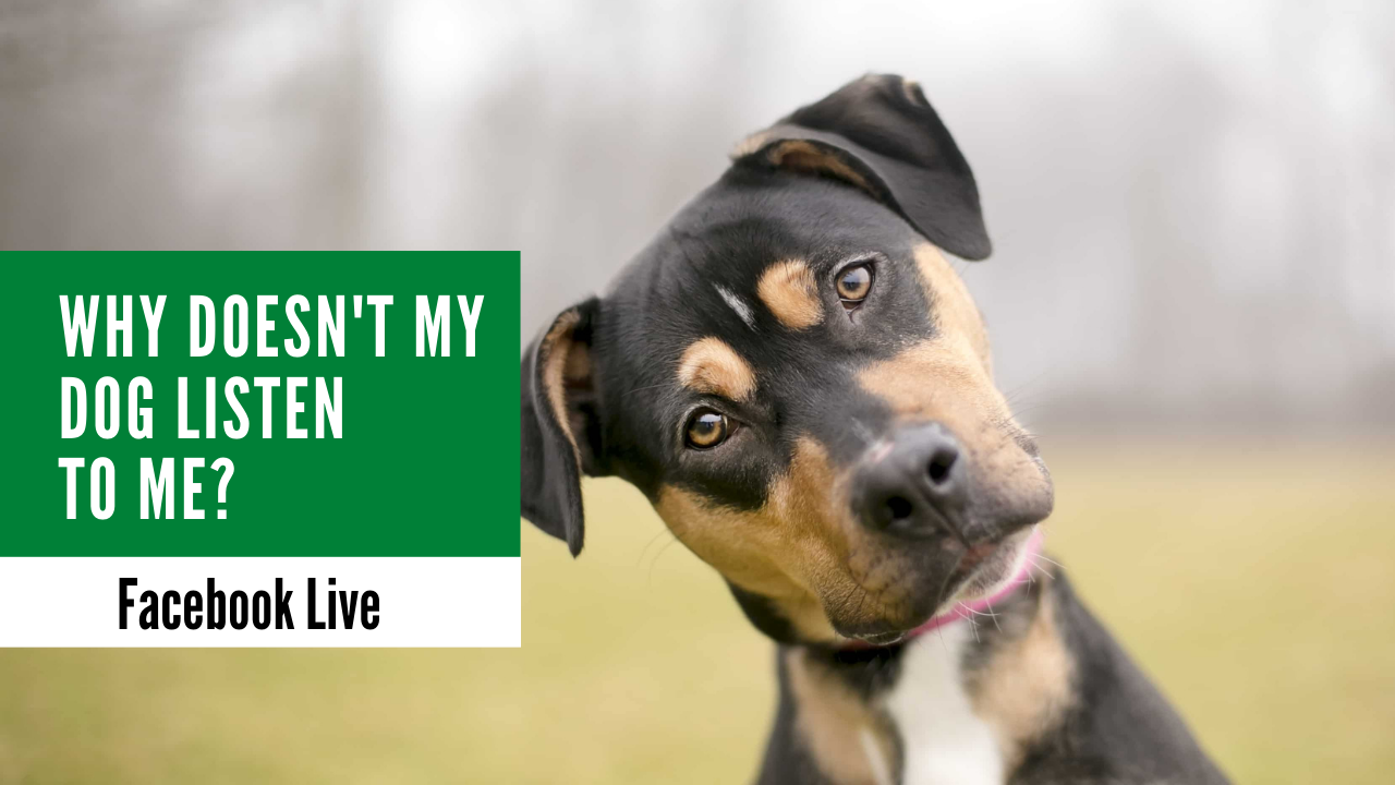 Why Doesn't My Dog Listen to Me? Dog Works Radio