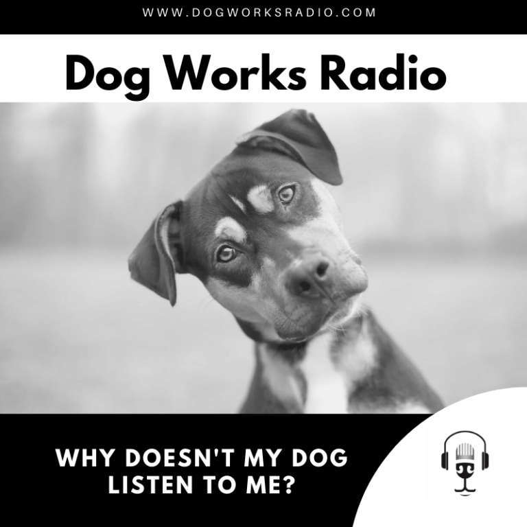 Why Doesn't My Dog Listen to Me? Dog Works Radio