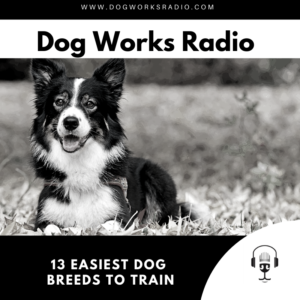13 Easiest Trained Dog Breeds | Dog Works Radio