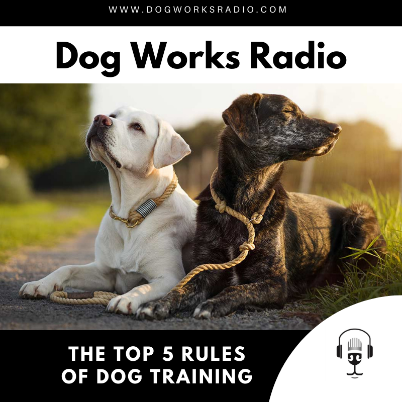 The top 5 rules of dog training