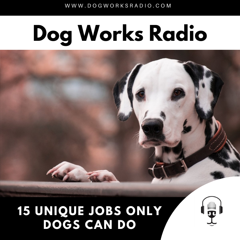 15 Unique Jobs Only Dogs Can Do