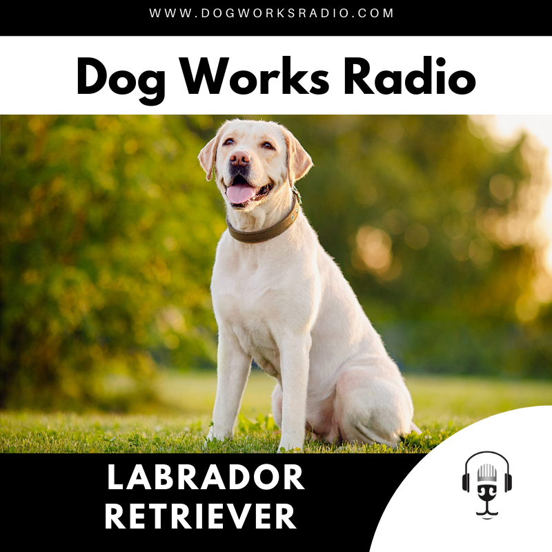 The daily dog Labrador Retriever dog works radio