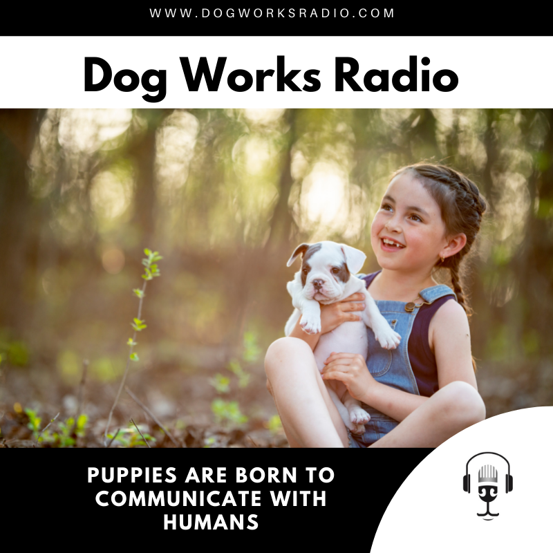 Puppies are born to communicate with humans dog works radio