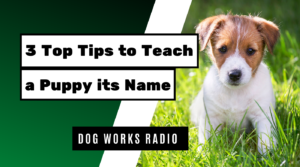 3 top tips to teach a puppy its name dog works radio