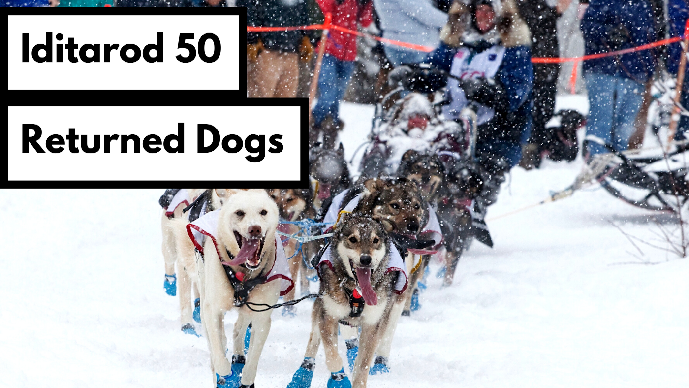 Iditarod 50 returned dogs