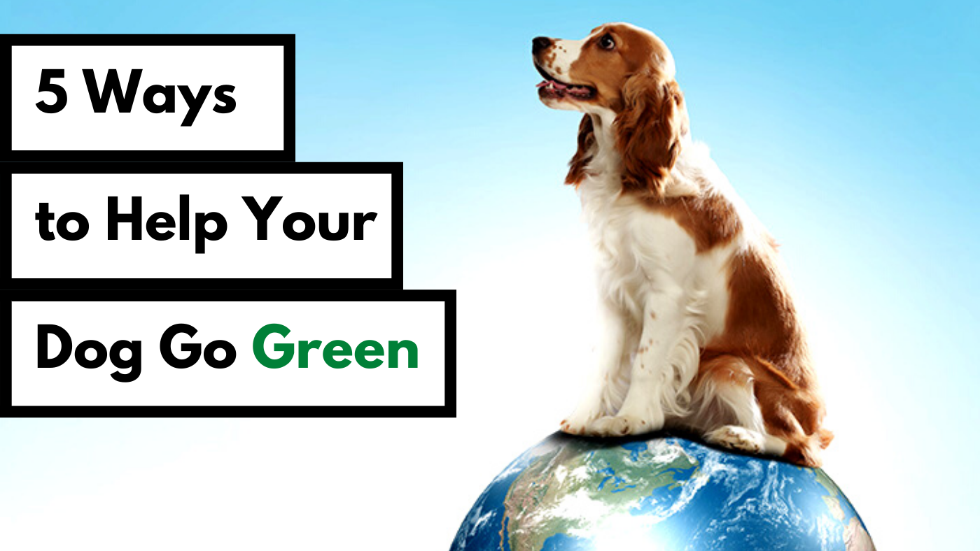 5 ways to help your dog go green on earthday