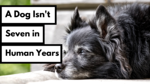 a dog isnt seven in human years dog works radio