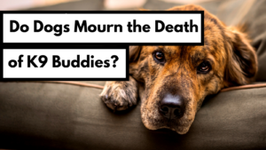 dog works radio do dogs mourn the death of their k9 buddies