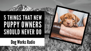 dog works radio 5 things puppy owners should never do