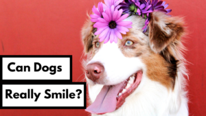 can dogs really smile dog works radio