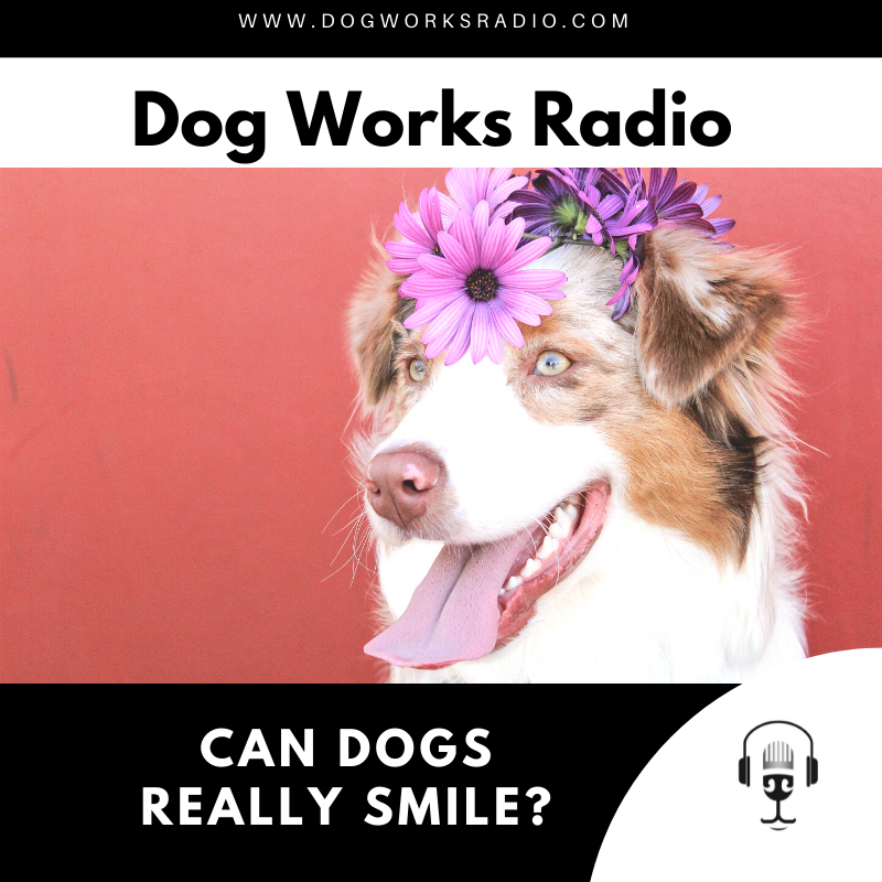 dog works radio can dogs really smile