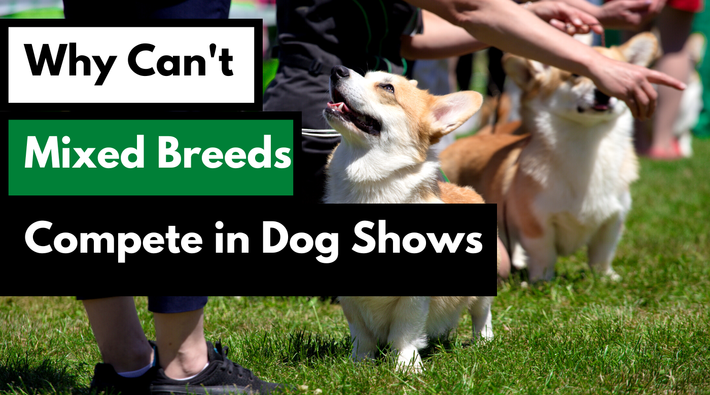 why can't mixed breeds compete in dog shows dog works radio