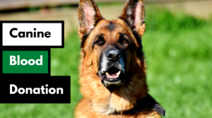 dog works radio canine blood donation