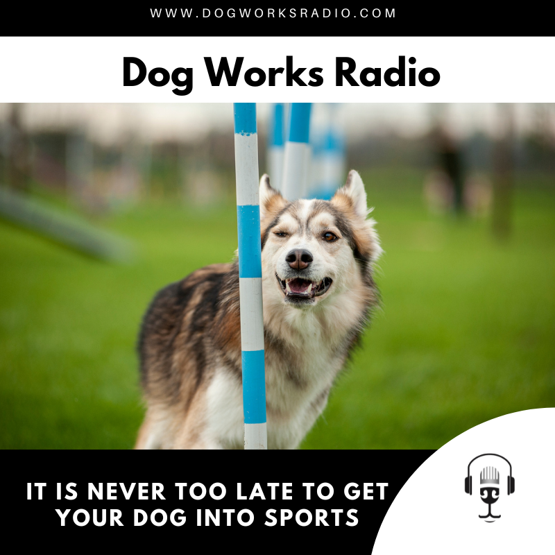dog works radio it is never too late to get your dog into sports