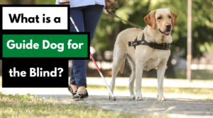 what is a guide dog for the blind? dog works radio