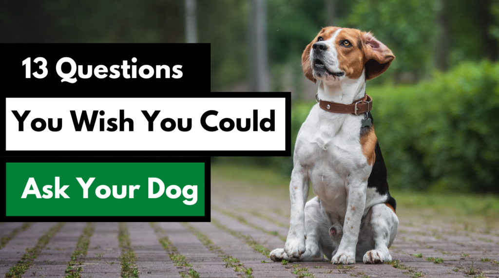 13 Questions You Wish You Could As Your Dog Dog Works Radio