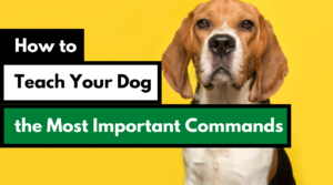 How to train your dog using the most important commands dog works radio