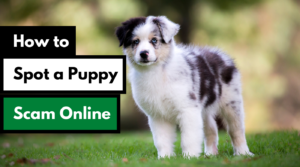 How To Spot a Puppy Scam Online Dog Works Radio