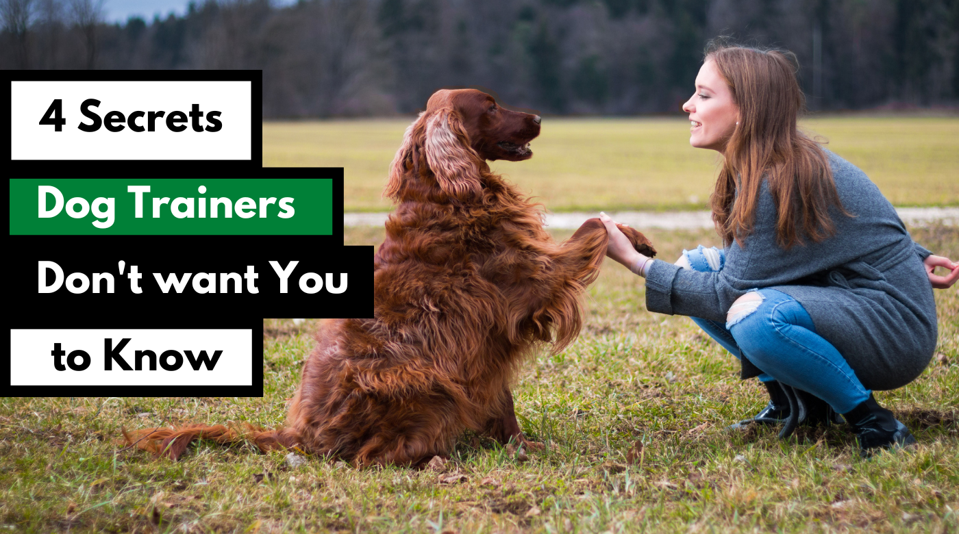 4 secrets dog trainers dont want you to know dog works radio