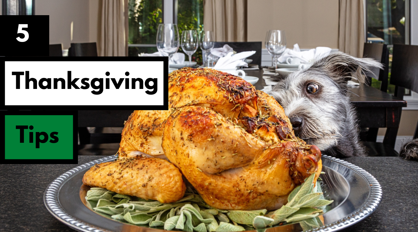 5 tips for keeping your dog safe during thanksgiving