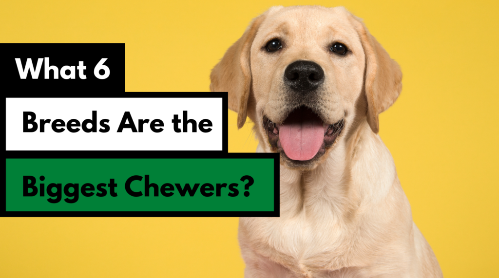 What 6 breeds are the biggest chewers? Dog Works Radio