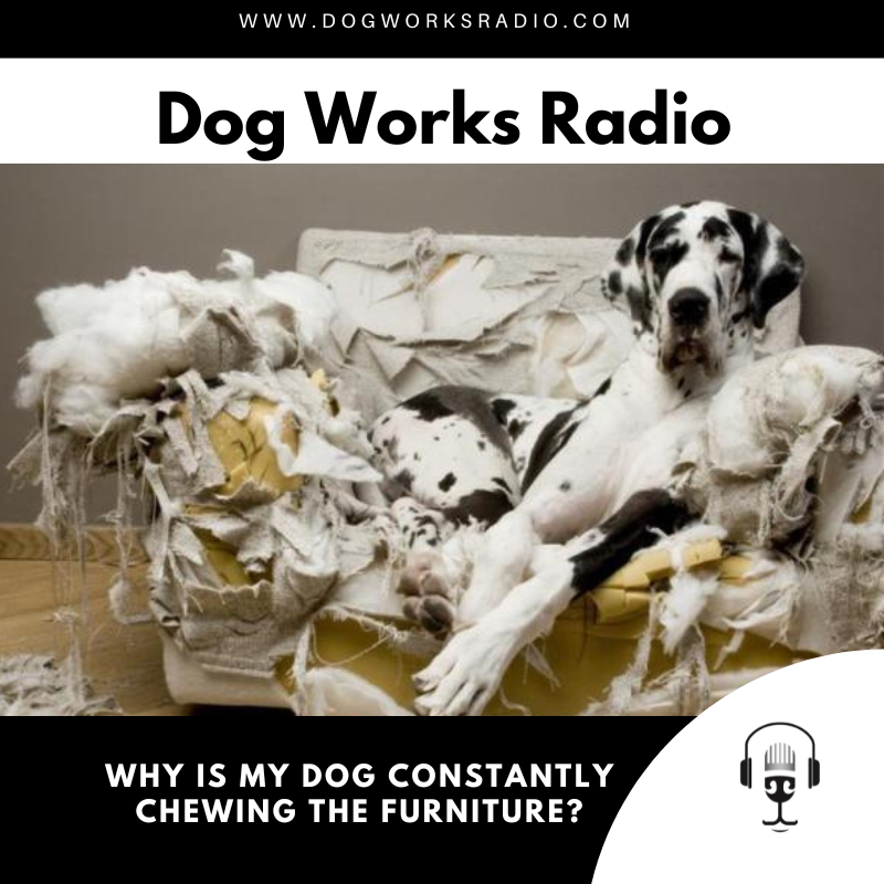 podcast why is my dog constantly chewing the furniture