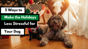 5 ways to make the holidays less stressfull for your dog