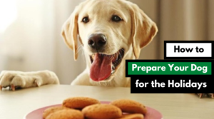 how to prepare your dogs for the holidays