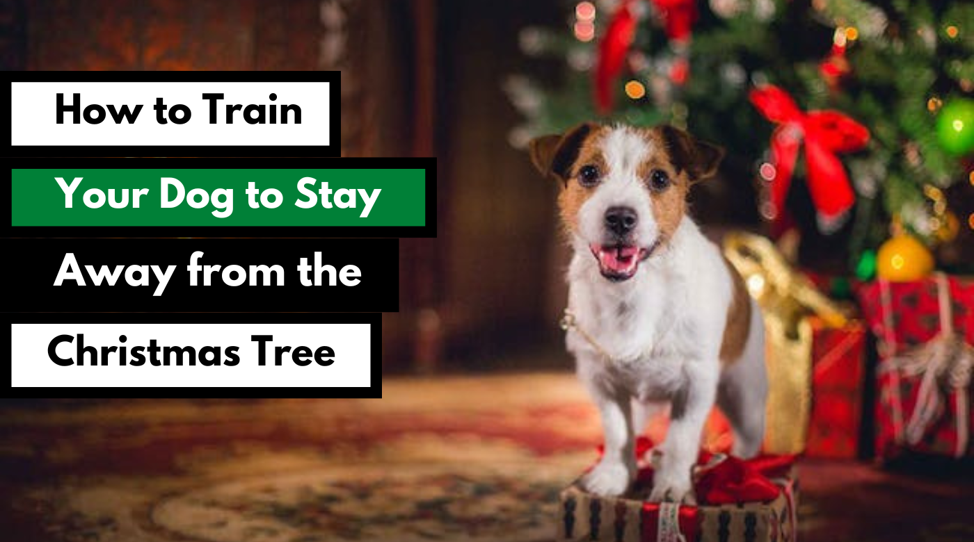 how to train your dog to stay away from the christmas tree