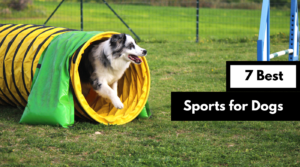 7 best sports for dogs landscape