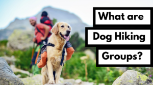 dog works radio hiking groups