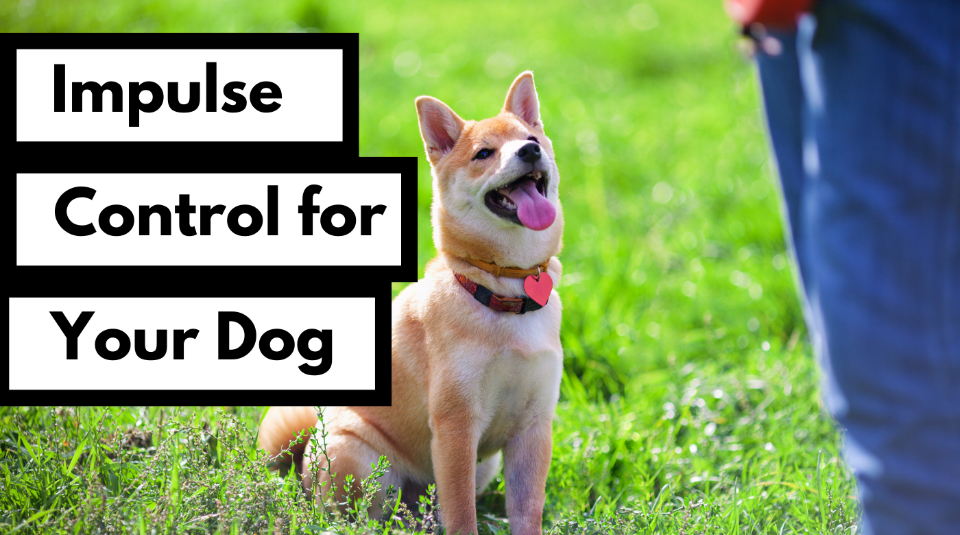 impulse control for your dog