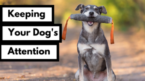 keeping your dogs attention