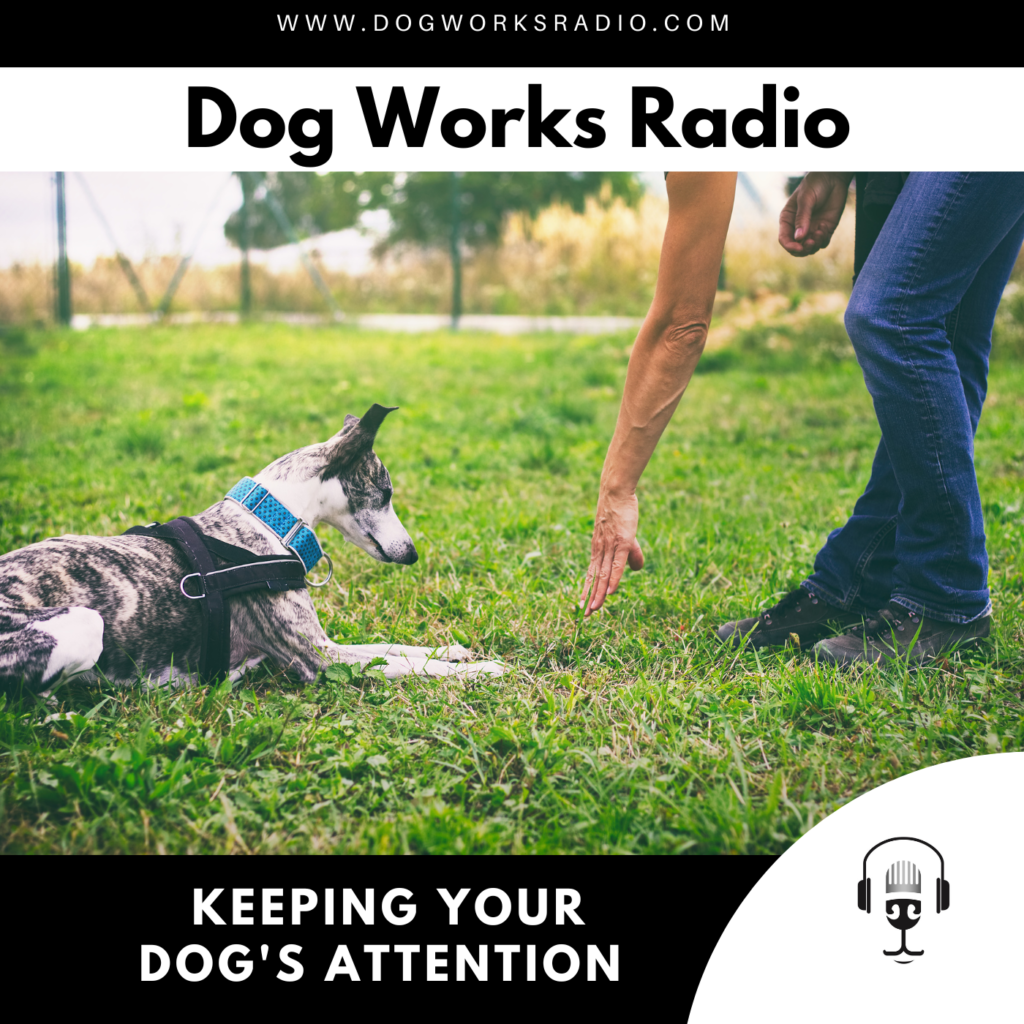 keeping your dogs attention dog works radio