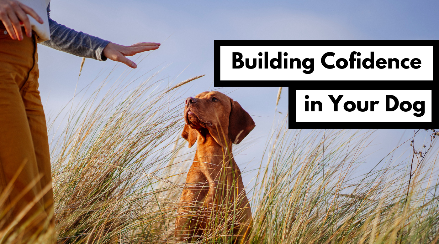 building cofidence in your dog podcast