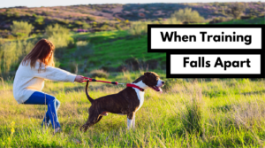when dog training falls apart large