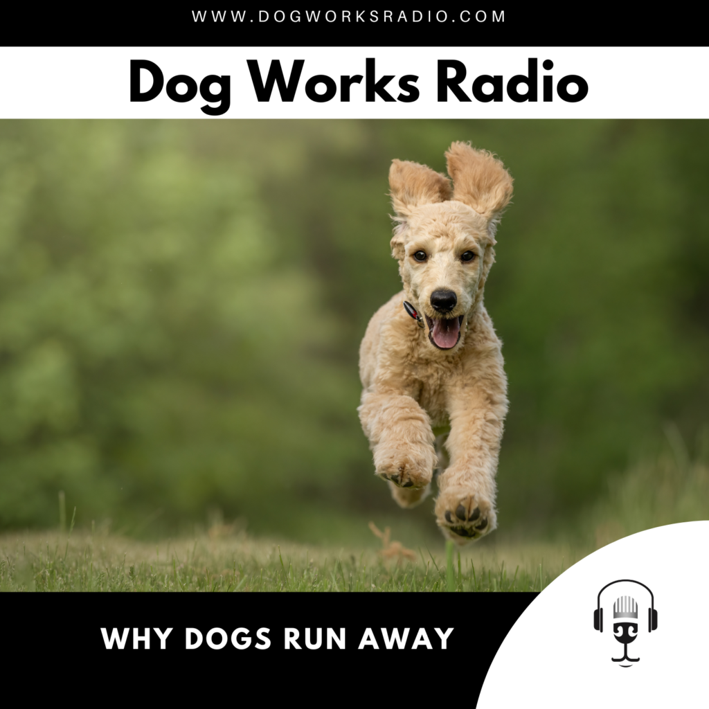 why dogs run away dog works radio