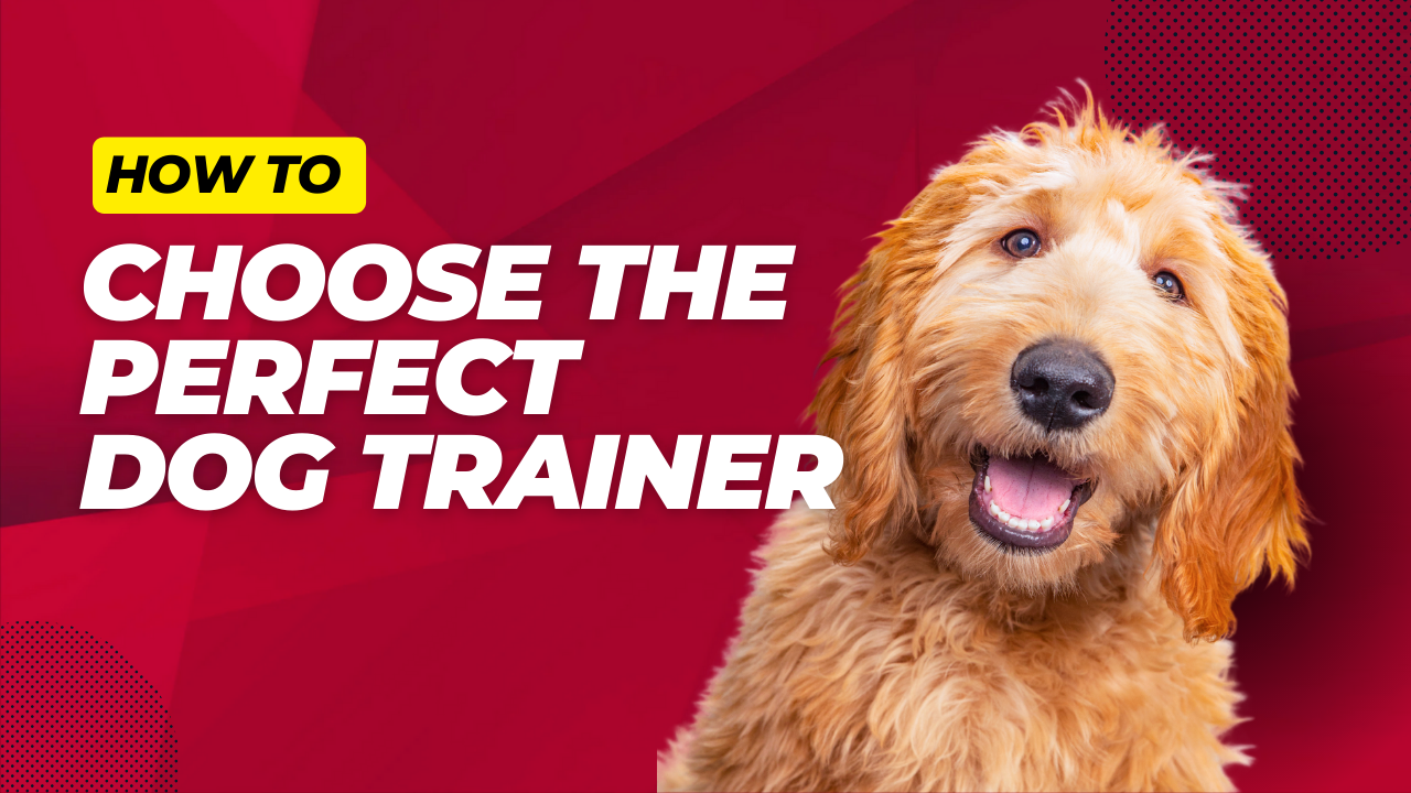 how to choose the perfect dog trainer dog works radio