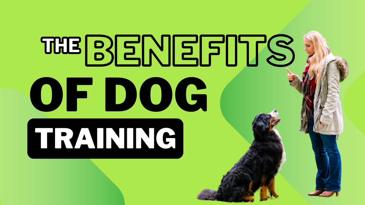 the benefits of pro dog training dog works radio podcast