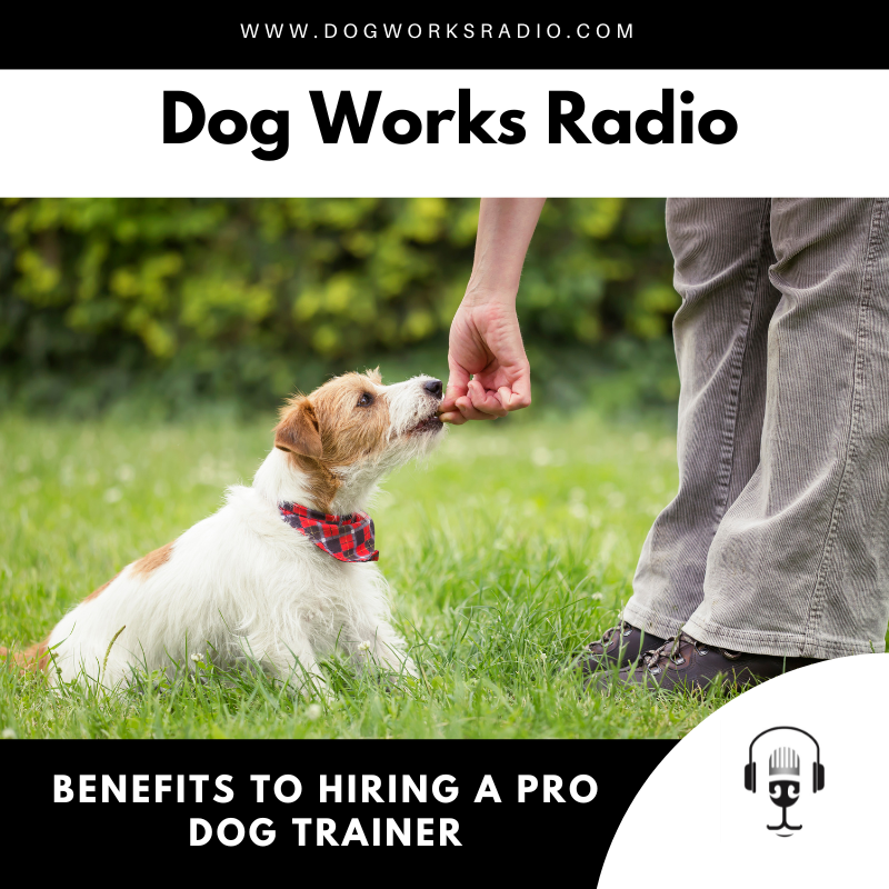 hiring a pro dog trainer dog works radio