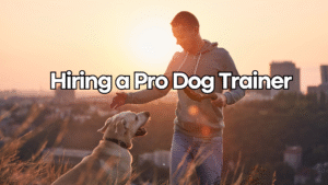 hiring a pro trainer dog works radio podcast